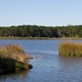 <p align=left>Les marécages au Huntington Beach State Park